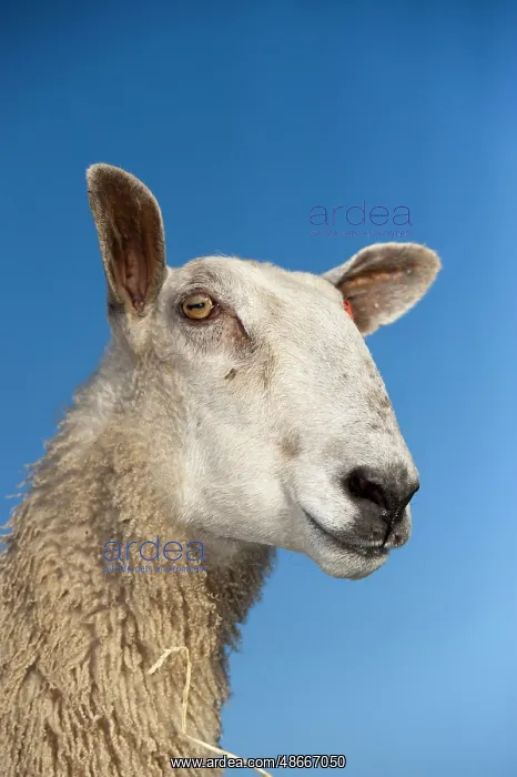 : Domestic Sheep, Blue-faced Leicester, ewe, close-up of head : Domestic Sheep, Blue-faced Leicester, ewe, close-up of head