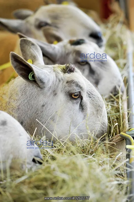 : Domestic Sheep, Blue-faced Leicester rams, close-up : Domestic Sheep, Blue-faced Leicester rams, close-up