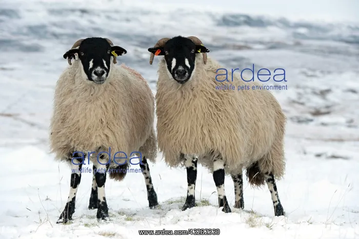 : Domestic Sheep, Dalesbred, two ewes, standing on : Domestic Sheep, Dalesbred, two ewes, standing on