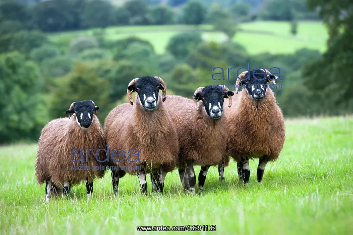 : Domestic Sheep, Dalesbred flock, standing in pasture : Domestic Sheep, Dalesbred flock, standing in pasture