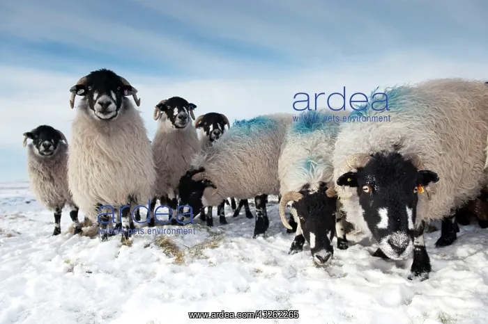 : Domestic Sheep, Dalesbred flock, standing on snow : Domestic Sheep, Dalesbred flock, standing on snow