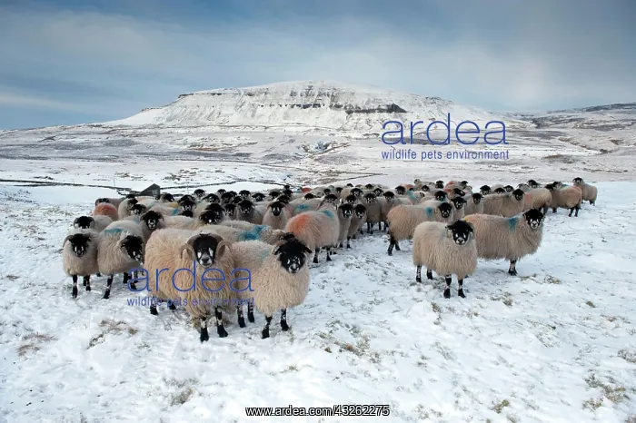 : Domestic Sheep, Dalesbred flock, standing on snow : Domestic Sheep, Dalesbred flock, standing on snow