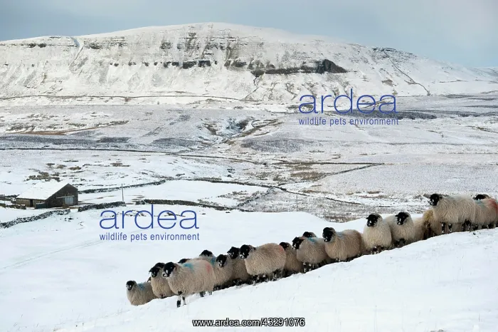: Domestic Sheep, Dalesbred flock, standing on snow : Domestic Sheep, Dalesbred flock, standing on snow