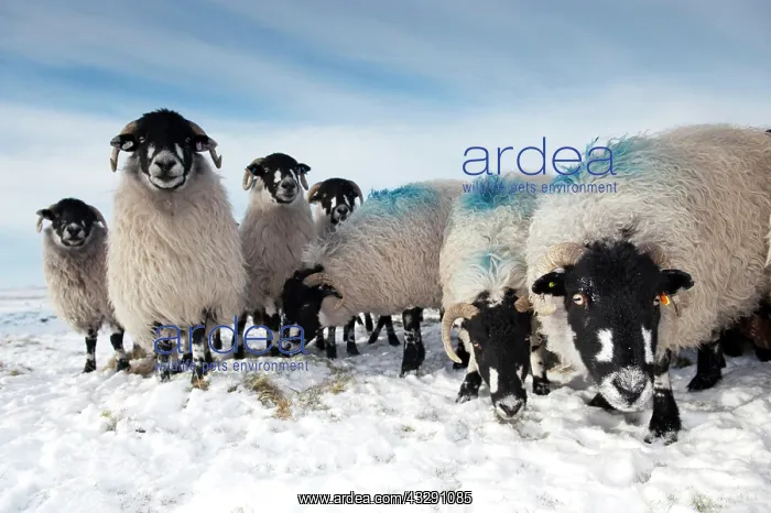 : Domestic Sheep, Dalesbred flock, standing on snow : Domestic Sheep, Dalesbred flock, standing on snow