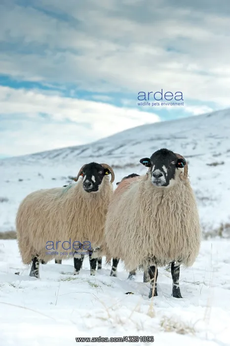 : Domestic Sheep, Dalesbred flock, standing on snow : Domestic Sheep, Dalesbred flock, standing on snow