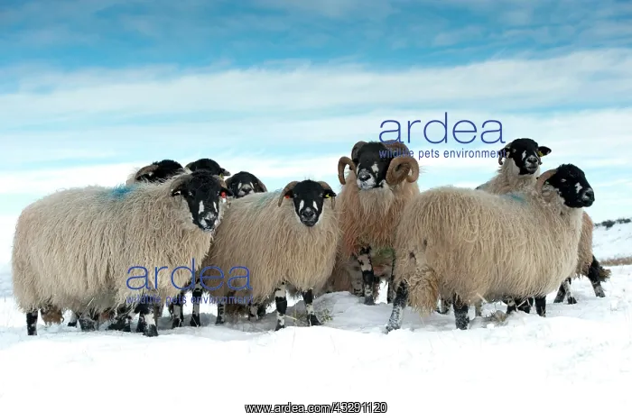 : Domestic Sheep, Dalesbred flock, standing on snow : Domestic Sheep, Dalesbred flock, standing on snow