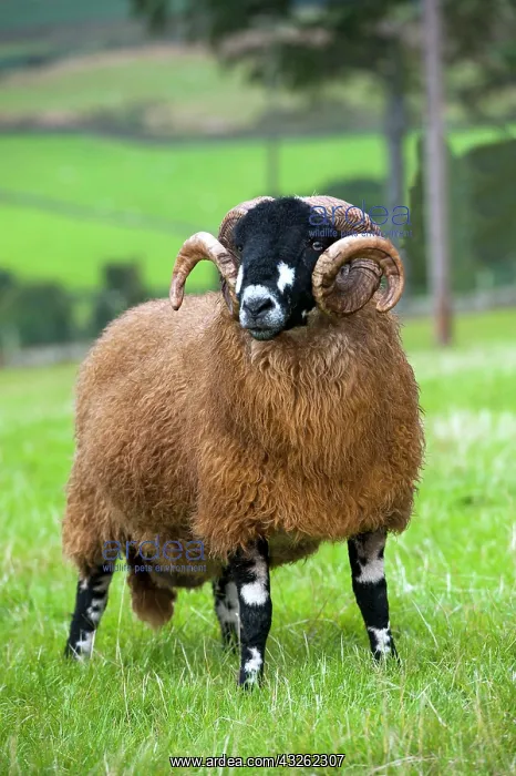 : Domestic Sheep, Dalesbred ram, standing in pasture : Domestic Sheep, Dalesbred ram, standing in pasture