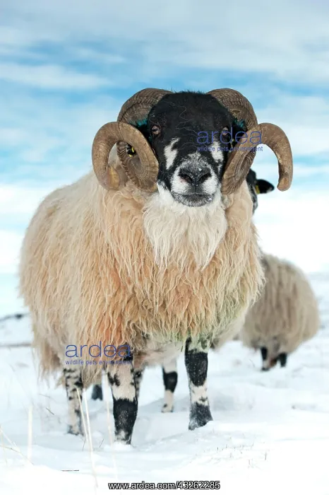 : Domestic Sheep, Dalesbred ram, standing on snow : Domestic Sheep, Dalesbred ram, standing on snow