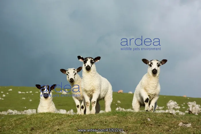 : Domestic sheep, domestic animals, ungulates, farm : Domestic sheep, domestic animals, ungulates, farm