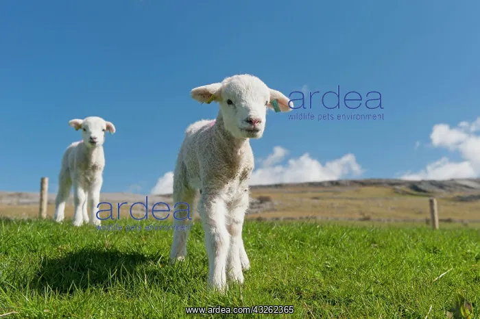  : Domestic sheep, domestic animals, ungulates, farm