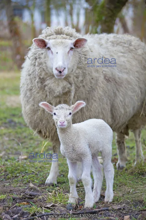  : Domestic Sheep ewe with lamb
