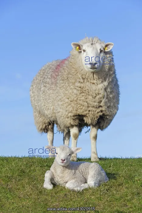  : Domestic Sheep ewe with lamb
