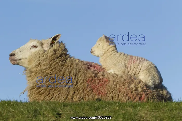 : Domestic Sheep ewe with lamb