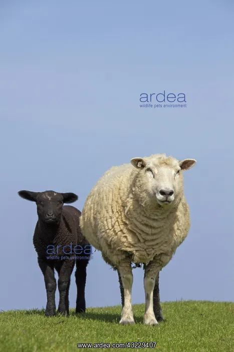  : Domestic Sheep ewe with lamb