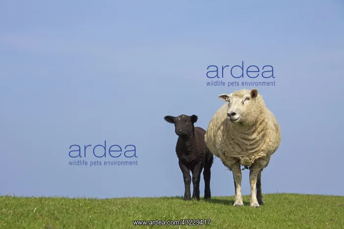  : Domestic Sheep ewe with lamb