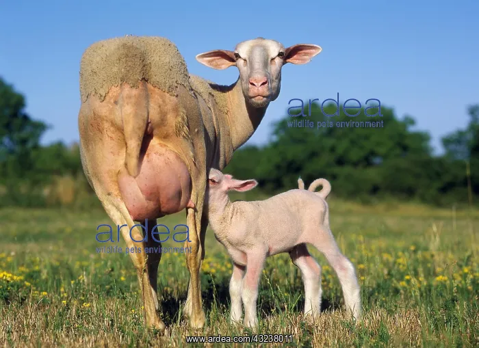 : Domestic Sheep, Ewe with Lamb suckling, standing in Meadow : Domestic Sheep, Ewe with Lamb suckling, standing in Meadow