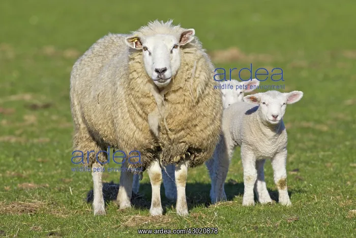  : Domestic Sheep ewe with lambs