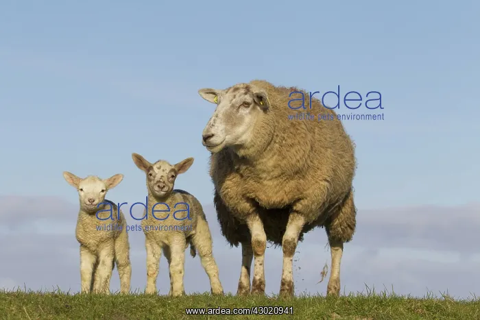  : Domestic Sheep ewe with lambs