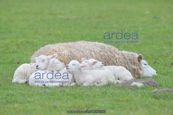 : Domestic Sheep - ewe and lambs resting on a meadow : Domestic Sheep - ewe and lambs resting on a meadow