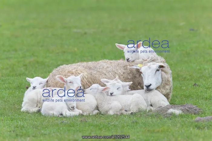 : Domestic Sheep - ewe and lambs resting on a meadow : Domestic Sheep - ewe and lambs resting on a meadow