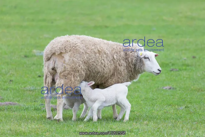 : Domestic Sheep - ewe nursing lambs in spring - Germany : Domestic Sheep - ewe nursing lambs in spring - Germany