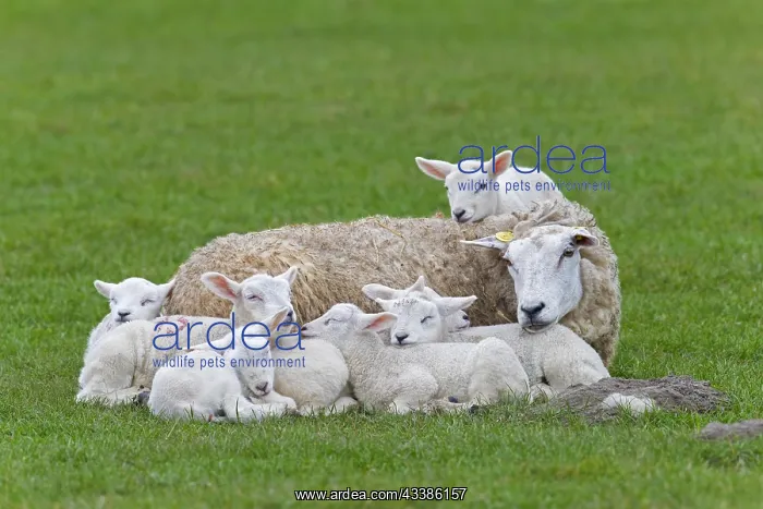 : Domestic sheep ewe with seven white lambs restin : Domestic sheep ewe with seven white lambs restin