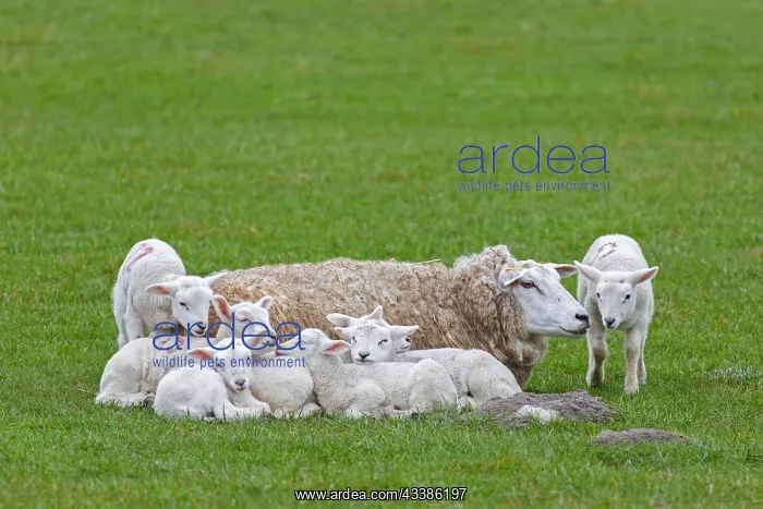 : Domestic sheep ewe with seven white lambs restin : Domestic sheep ewe with seven white lambs restin