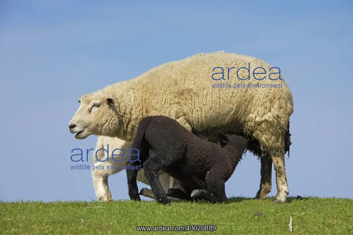  : Domestic Sheep ewe suckles lambs