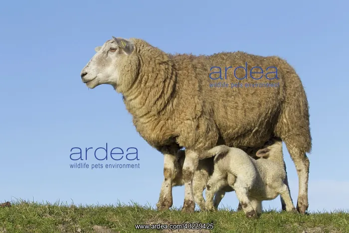  : Domestic Sheep ewe suckles lambs