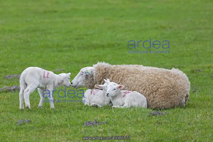 : Domestic sheep ewe with three white lambs restin : Domestic sheep ewe with three white lambs restin