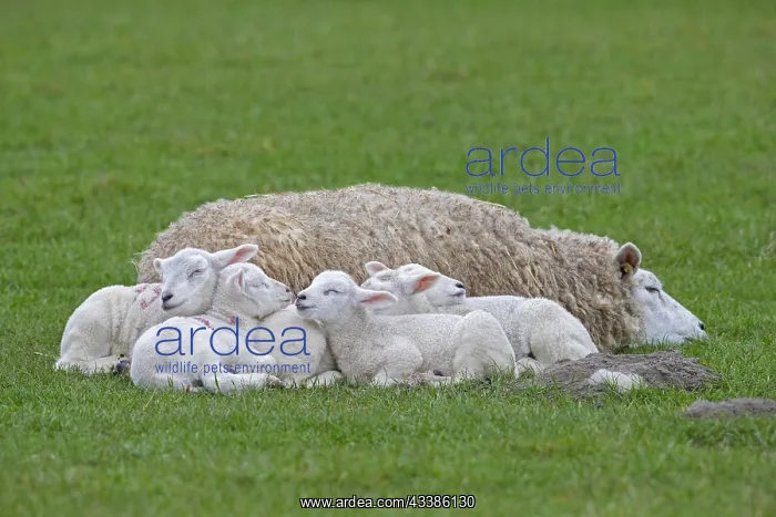 : Domestic sheep ewe with five white lambs sleepin : Domestic sheep ewe with five white lambs sleepin
