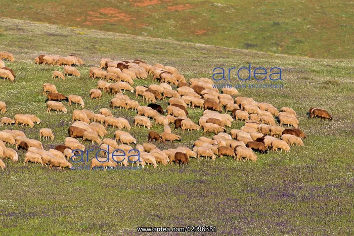 : Domestic Sheep - flock feeding in meadow Alentejo : Domestic Sheep - flock feeding in meadow Alentejo
