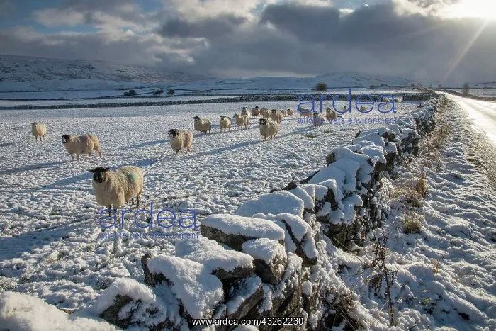 : Domestic sheep, flock, standing next to a dry stone : Domestic sheep, flock, standing next to a dry stone