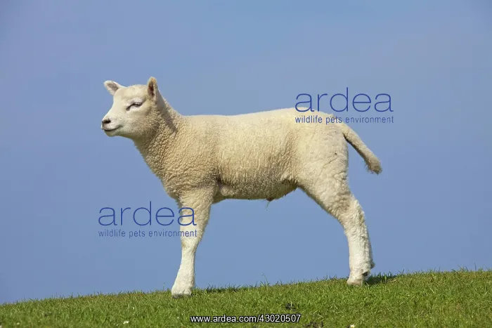  : Domestic Sheep lamb