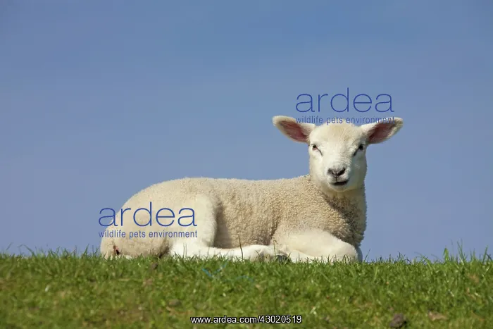  : Domestic Sheep lamb