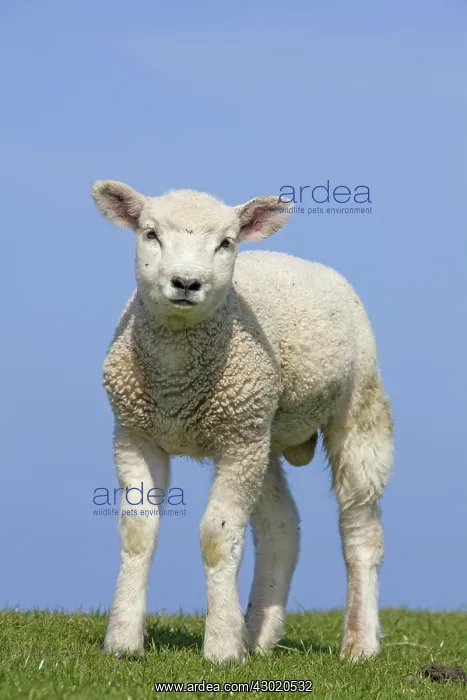  : Domestic Sheep lamb