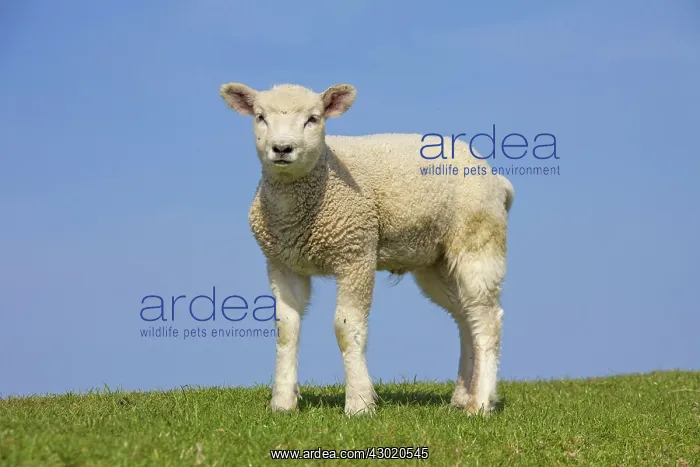  : Domestic Sheep lamb