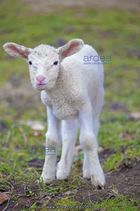  : Domestic Sheep lamb