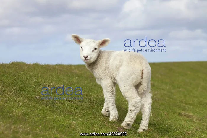  : Domestic Sheep lamb