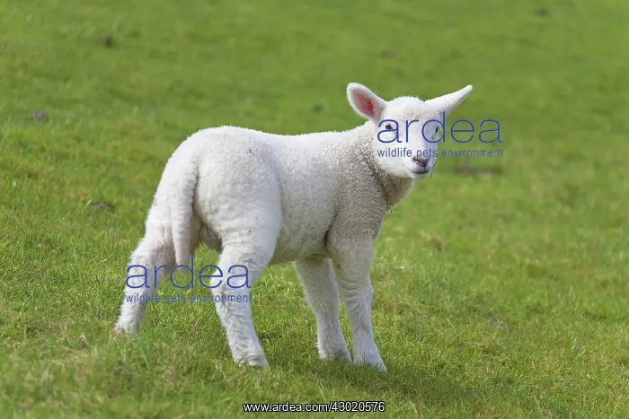  : Domestic Sheep lamb