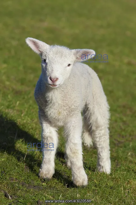  : Domestic Sheep lamb