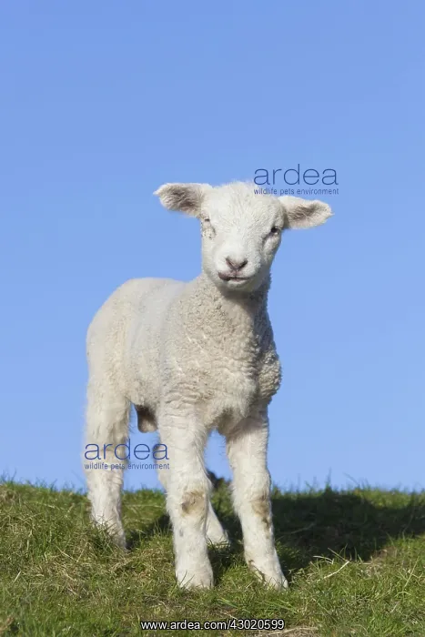  : Domestic Sheep lamb