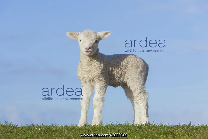  : Domestic Sheep lamb