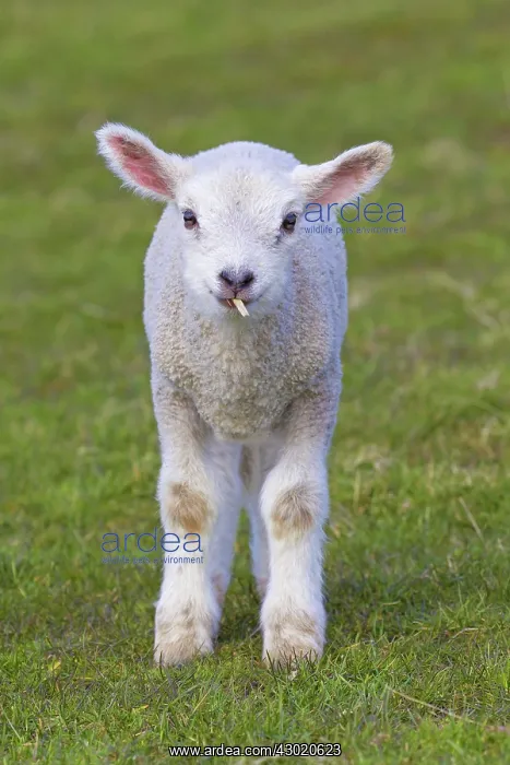  : Domestic Sheep lamb