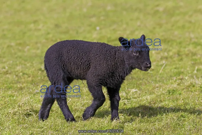  : Domestic Sheep lamb