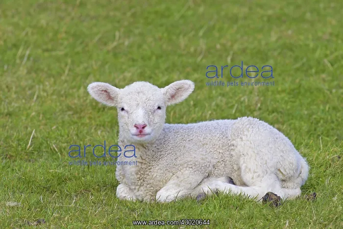  : Domestic Sheep lamb