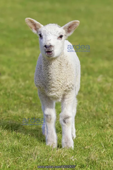  : Domestic Sheep lamb