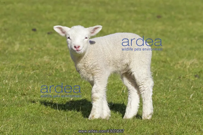  : Domestic Sheep lamb