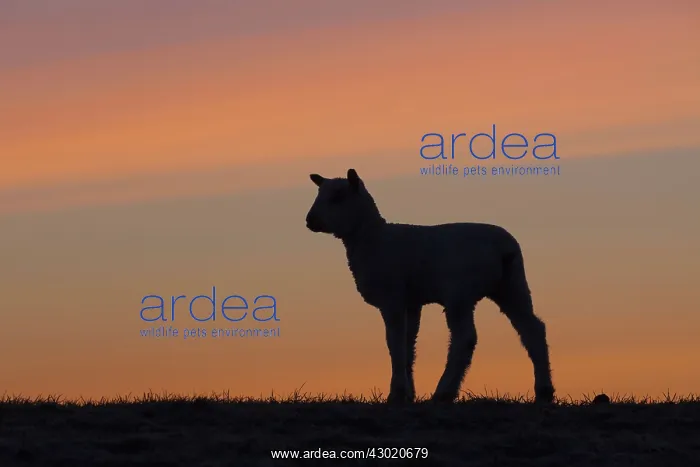  : Domestic Sheep lamb