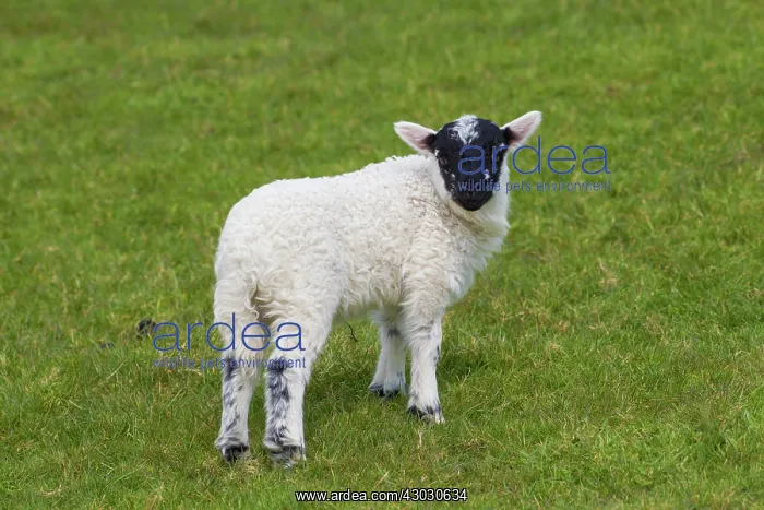  : Domestic sheep lamb